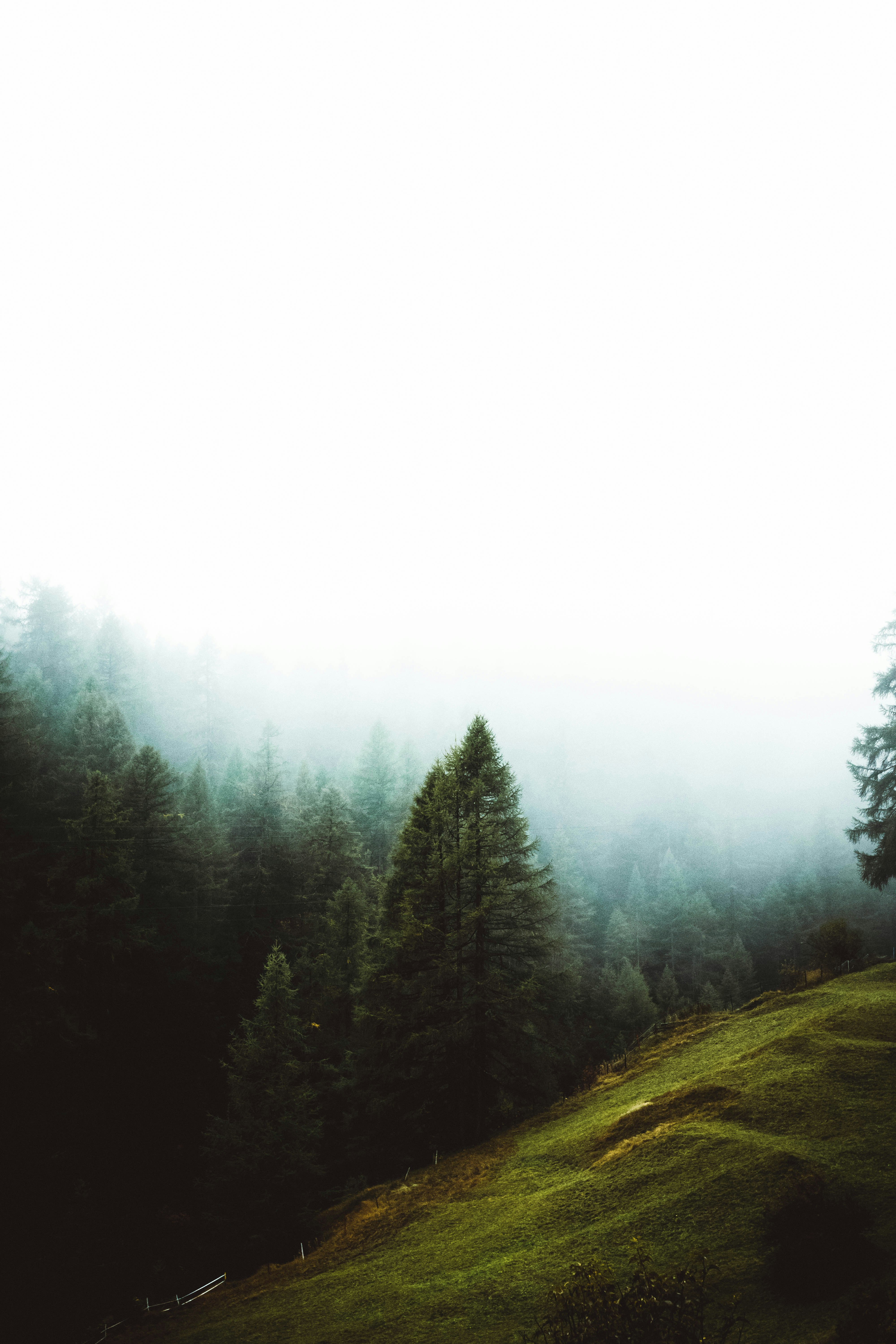 aerial photography of tall pine trees under thick fogs